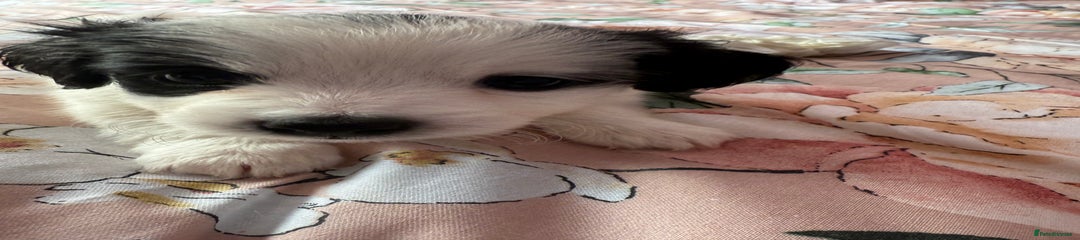 Mixed Breed Puppy 2