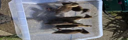 Mixed Breed poultry for sale: Khakai Campbell and Bali runner ducks  - Advert 7