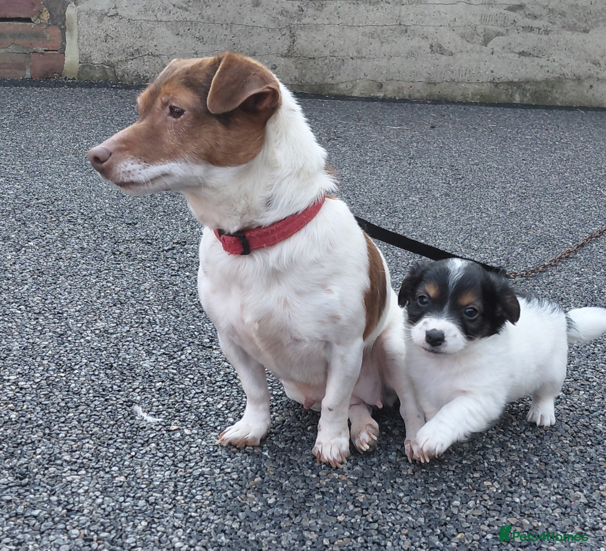 Jack Russell dogs Jack russel puppy - Advert 4