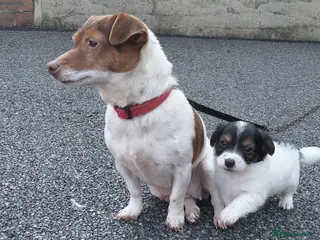 Jack Russell dogs Jack russel puppy - Advert 4