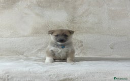 Pomsky dogs for sale: Stunning blue eyes F3 Pomsky puppies for sale  - Image 21