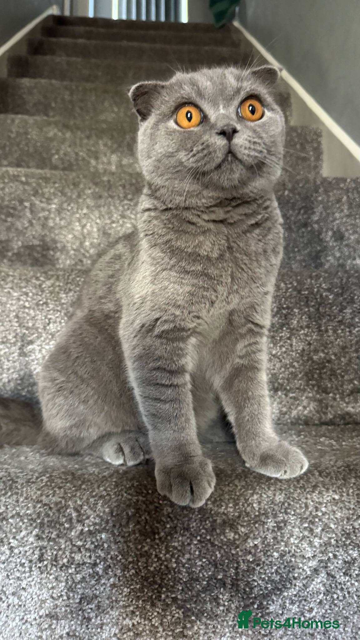 Scottish Fold cats Beautiful Blue Scottish Fold Boy - Advert 3