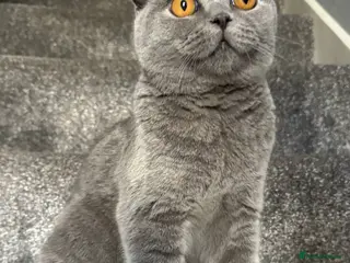 Scottish Fold cats Beautiful Blue Scottish Fold Boy - Advert 1