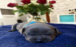 Staffordshire Bull Terrier dogs for sale: Blue Staffordshire Bull Terrier KC registered  - Image 14