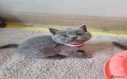 British Shorthair cats for sale: 🐾Beautiful British Shorthair Kittens 🐾 - Image 9