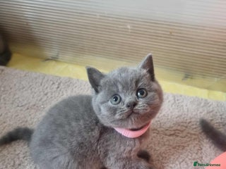 British Shorthair cats - Advert 4