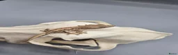Gecko reptiles for sale: Partial pin/tri colour/lilly white Crested gecko  - Advert 3