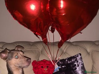 Jack Russell dogs in Wokingham - Advert 1