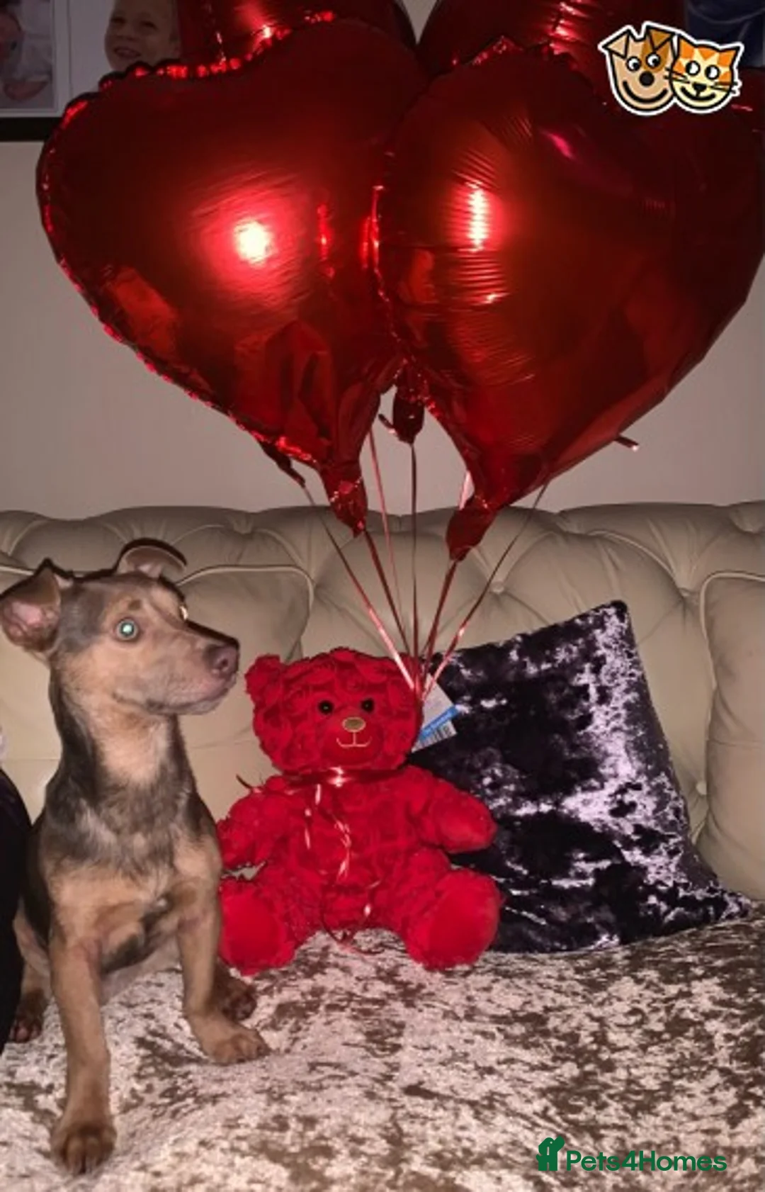 Jack Russell dogs for stud: Lenny Son of Much Wenlock Louie in Wokingham - Advert 1