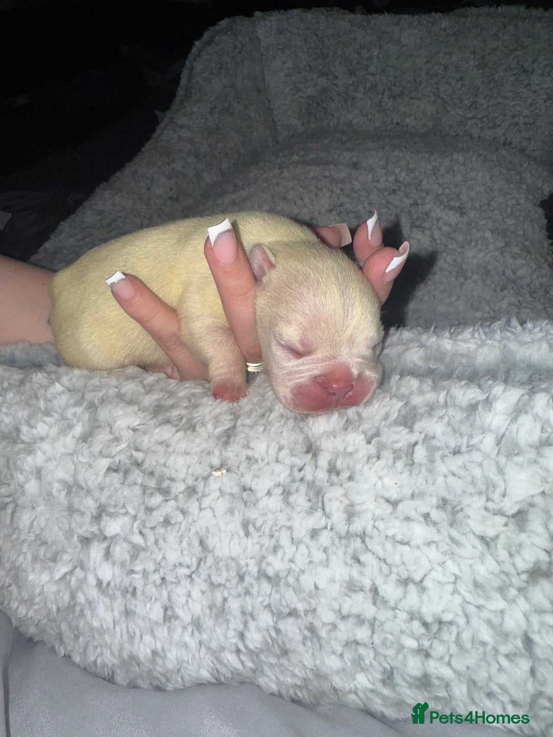 French Bulldog dogs for sale: Puppy frenchies for sale!! - Advert 23