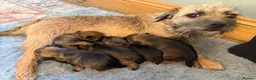 Border Terrier dogs for sale: * KC Registered Border Terrier Puppies *  - Advert 7