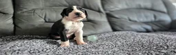 Great Dane dogs for sale: Championship Great Dane Pups  - Advert 19