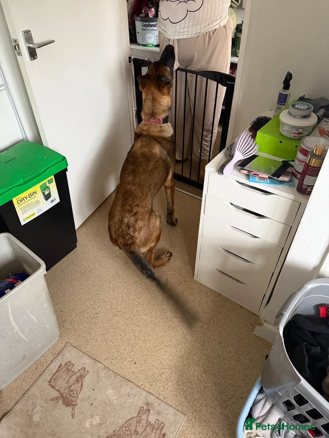 Belgian Shepherd Dog dogs for sale: 6 month old male belgian malinois in Warminster - Advert 4
