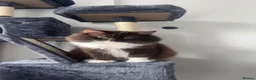 Ragdoll cats for stud: Stunning Chocolate Ragdoll Cross - Advert 7