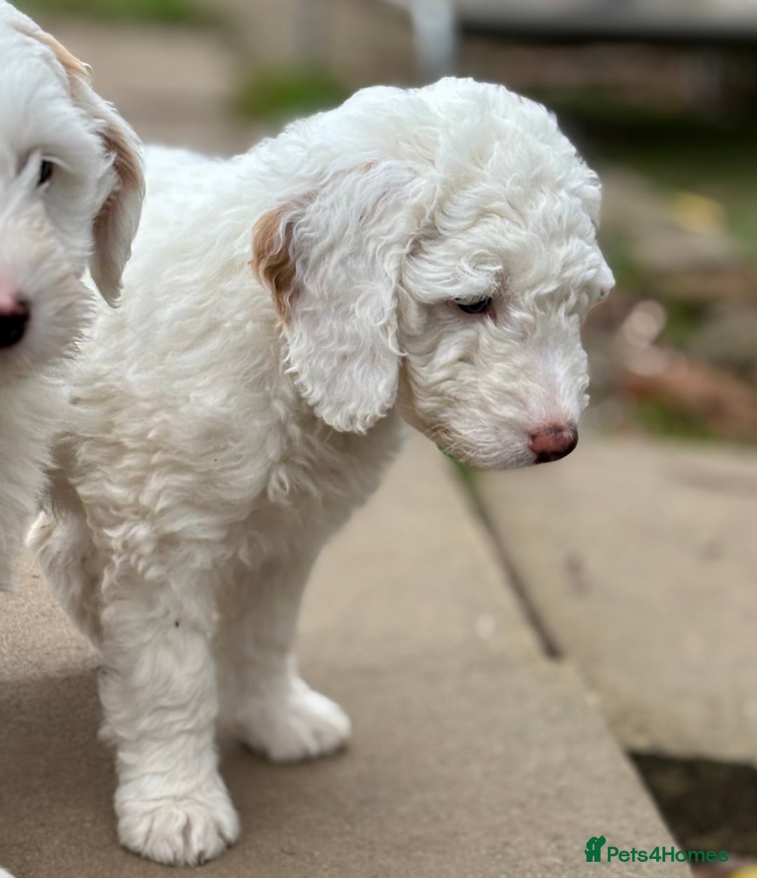 Australian Labradoodle dogs for sale: Exceptionally bred for Health! Temperament! Looks! - Advert 15