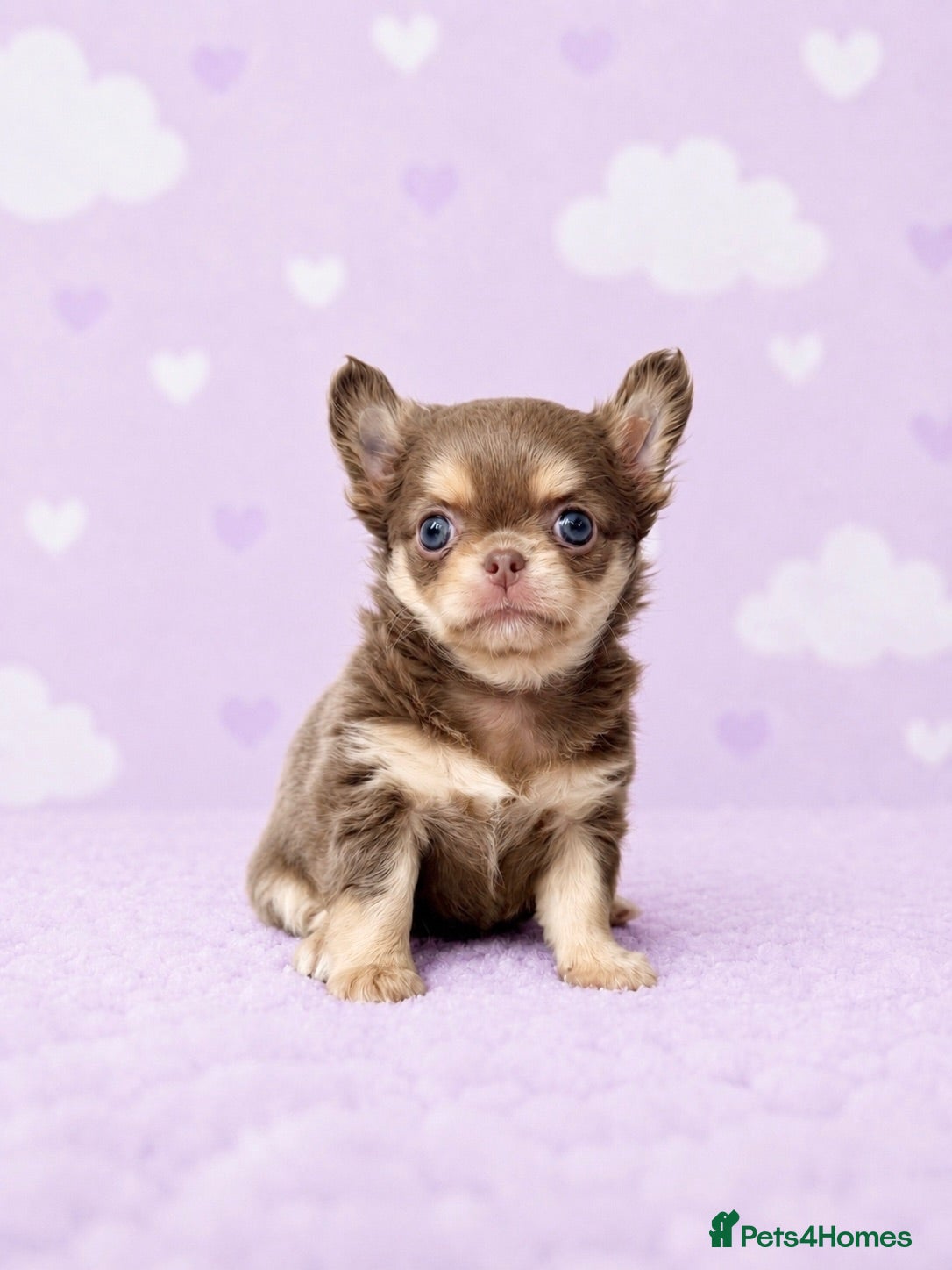 Chihuahua dogs Exceptional Pups Available to a Loving Forever 🏡  - Advert 2
