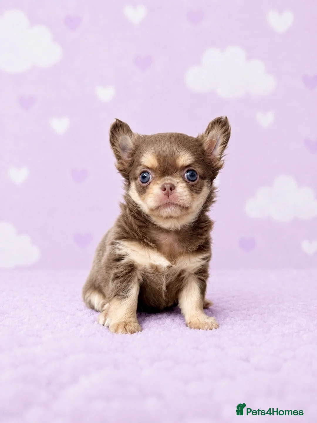 Chihuahua dogs for sale: Exceptional Pups Available to a Loving Forever 🏡  - Advert 2