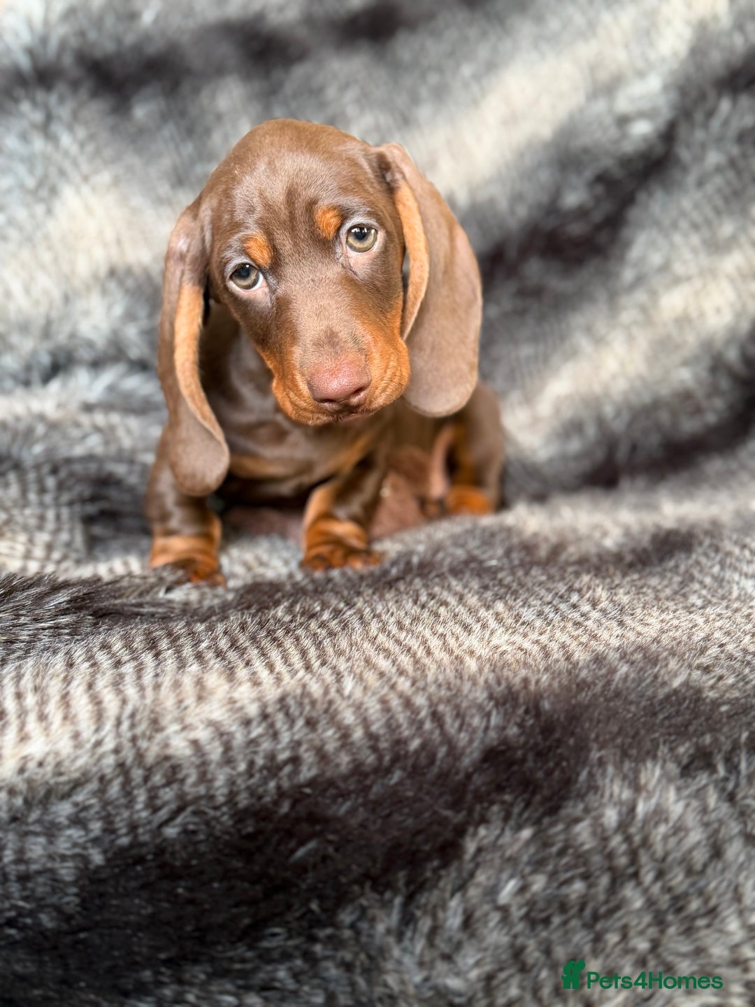 Miniature Dachshund dogs for sale: KC Registered Miniature Shorthaired Dachshund - Advert 25
