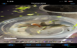 Platies fish for sale: Guppy baby’s and juvenile guppy’s  - Image 4