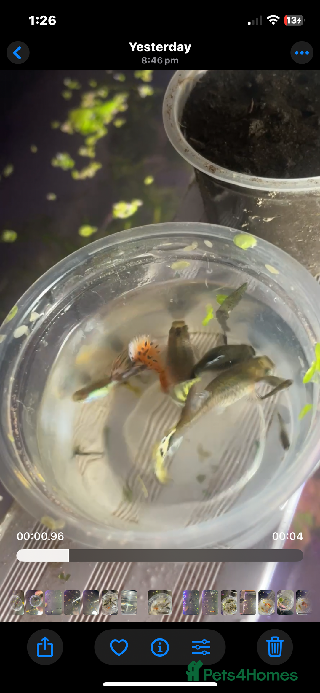 Platies fish for sale: Guppy baby’s and juvenile guppy’s  - Image 4