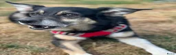 Australian Kelpie dogs for adoption: Rosie - Advert 3