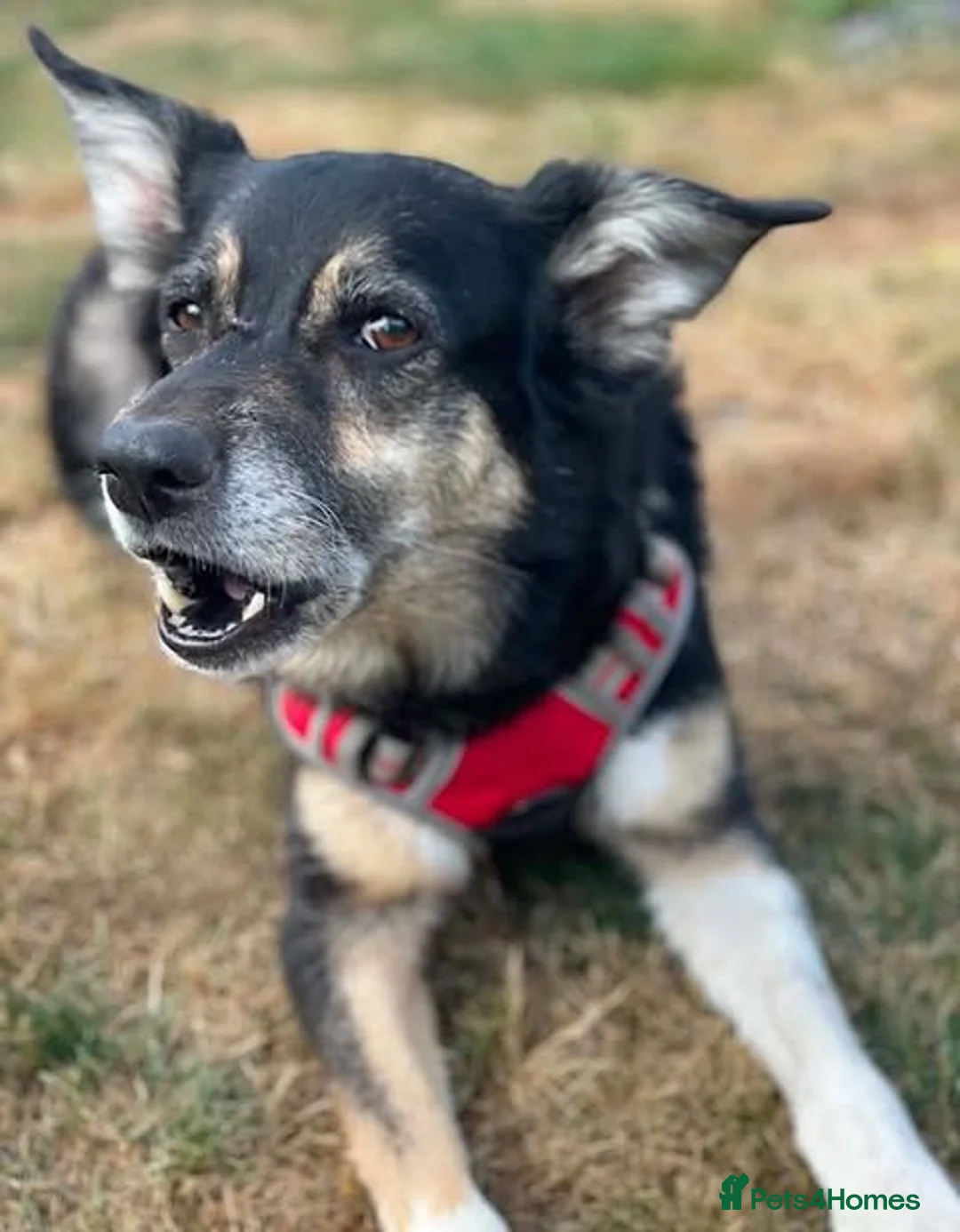 Australian Kelpie dogs for adoption: Rosie - Advert 3