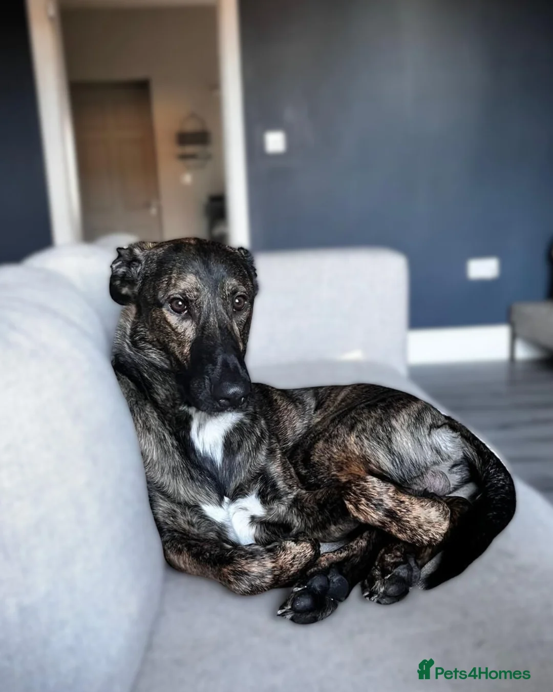 Lurcher dogs for adoption: Seb is a big-hearted whirlwind with a snuggly side - Advert 2