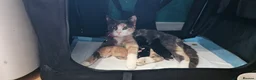 Domestic Shorthair cats for sale: 15 month old Dilute Calico in Aylesbury - Advert 2
