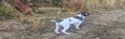 German Shorthaired Pointer dogs for sale: Beautiful German short haired pointer puppy's  - Advert 4