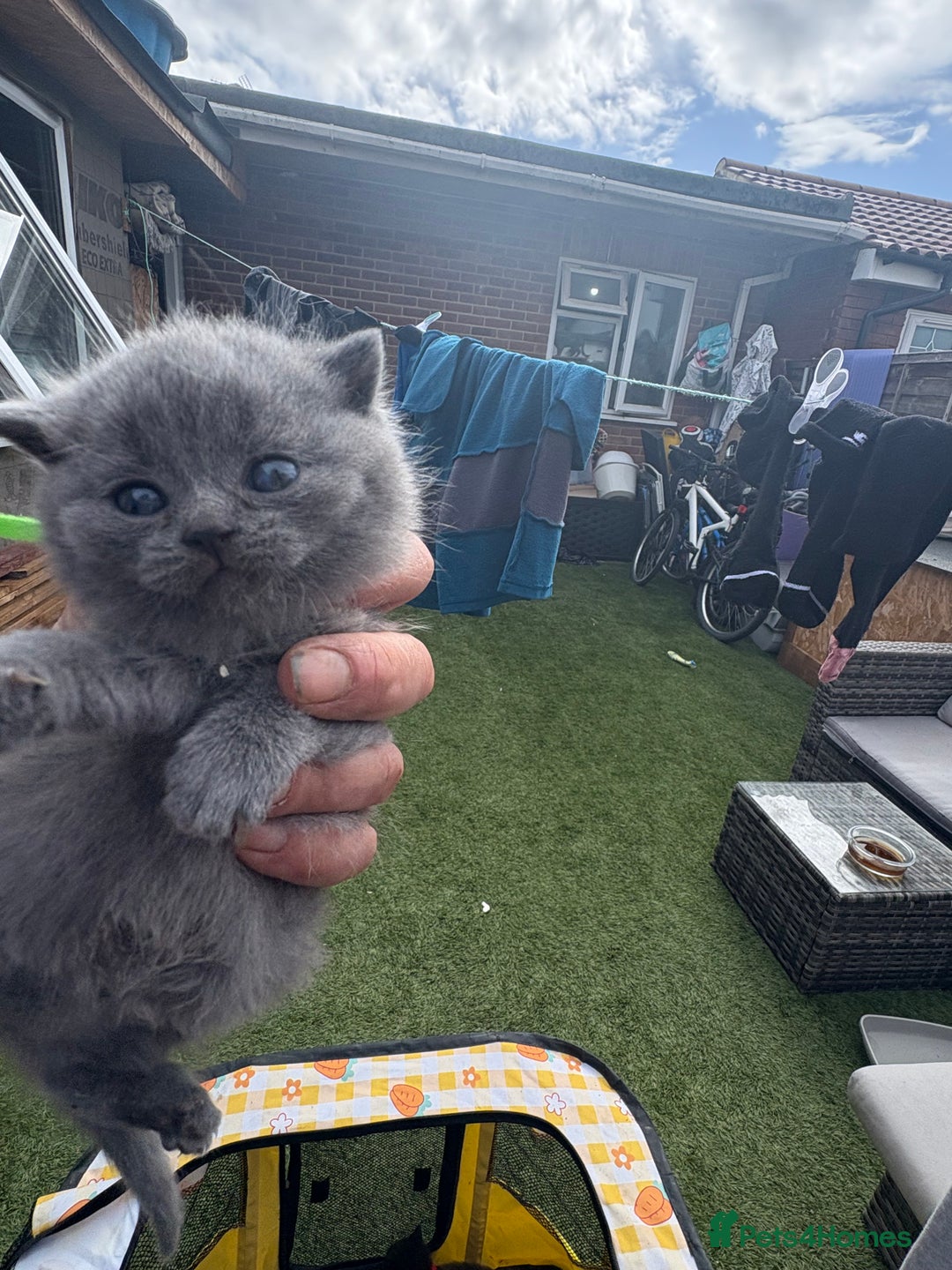 British Shorthair cats for sale: British Shorthair pedegree  Kittens  - Image 2