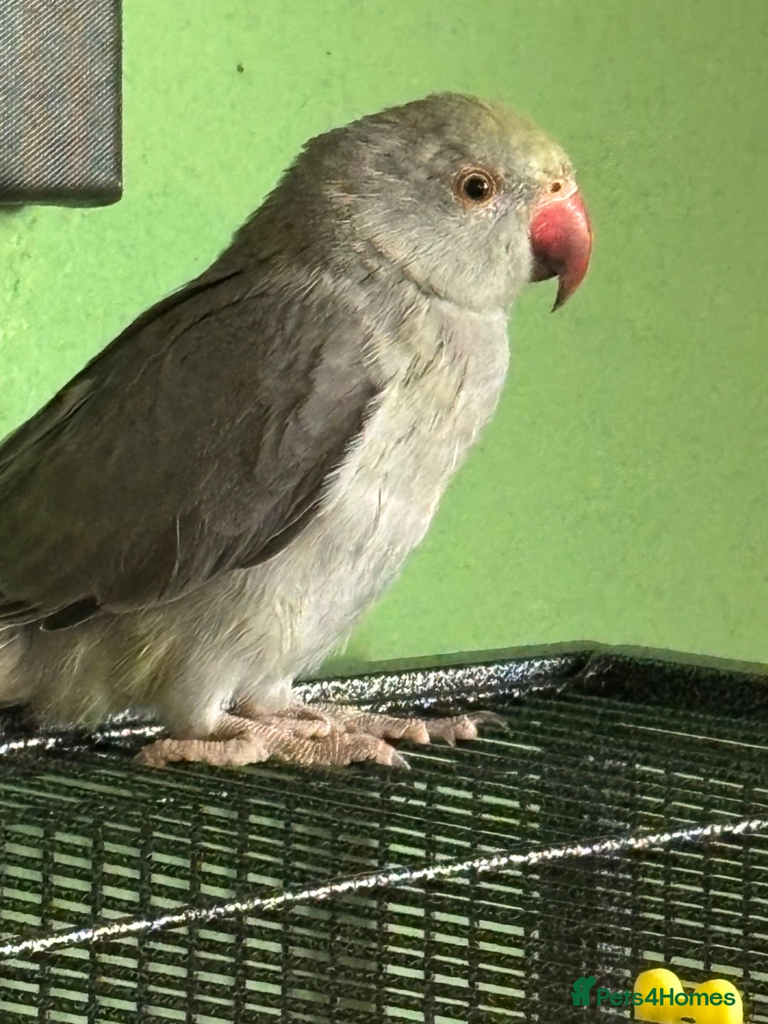 Ringnecks birds for sale: 16 week old Indian grey ring neck parrot  - Image 2
