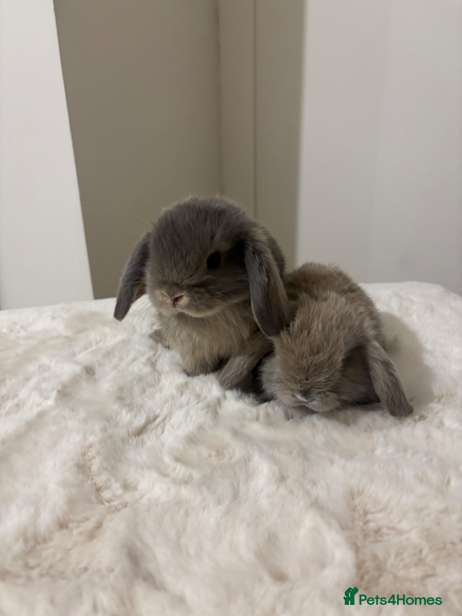 Mini Lop rabbits Gorgeous mini lop babies boy and girl  - Advert 3