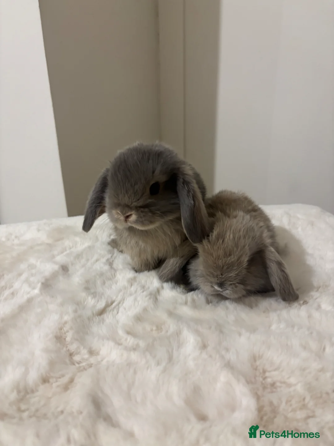 Mini Lop rabbits for sale: Gorgeous mini lop babies boy and girl  in Kettering - Advert 1
