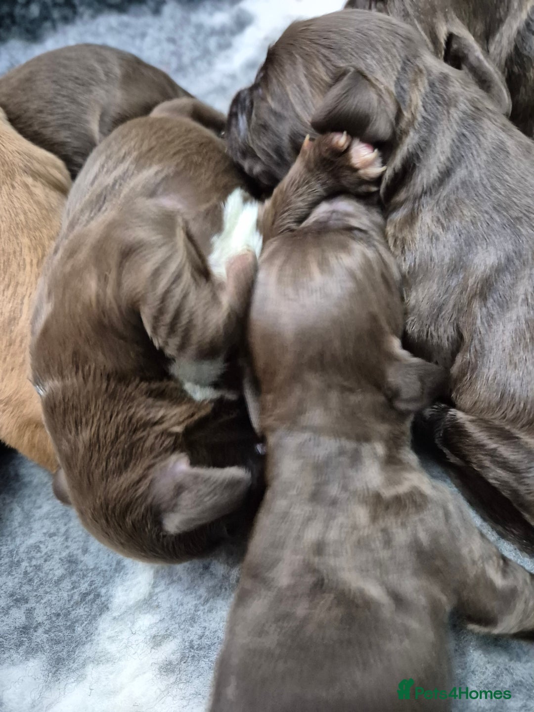 Cocker Spaniel dogs for sale: Cocker Spaniel Puppies - Image 18