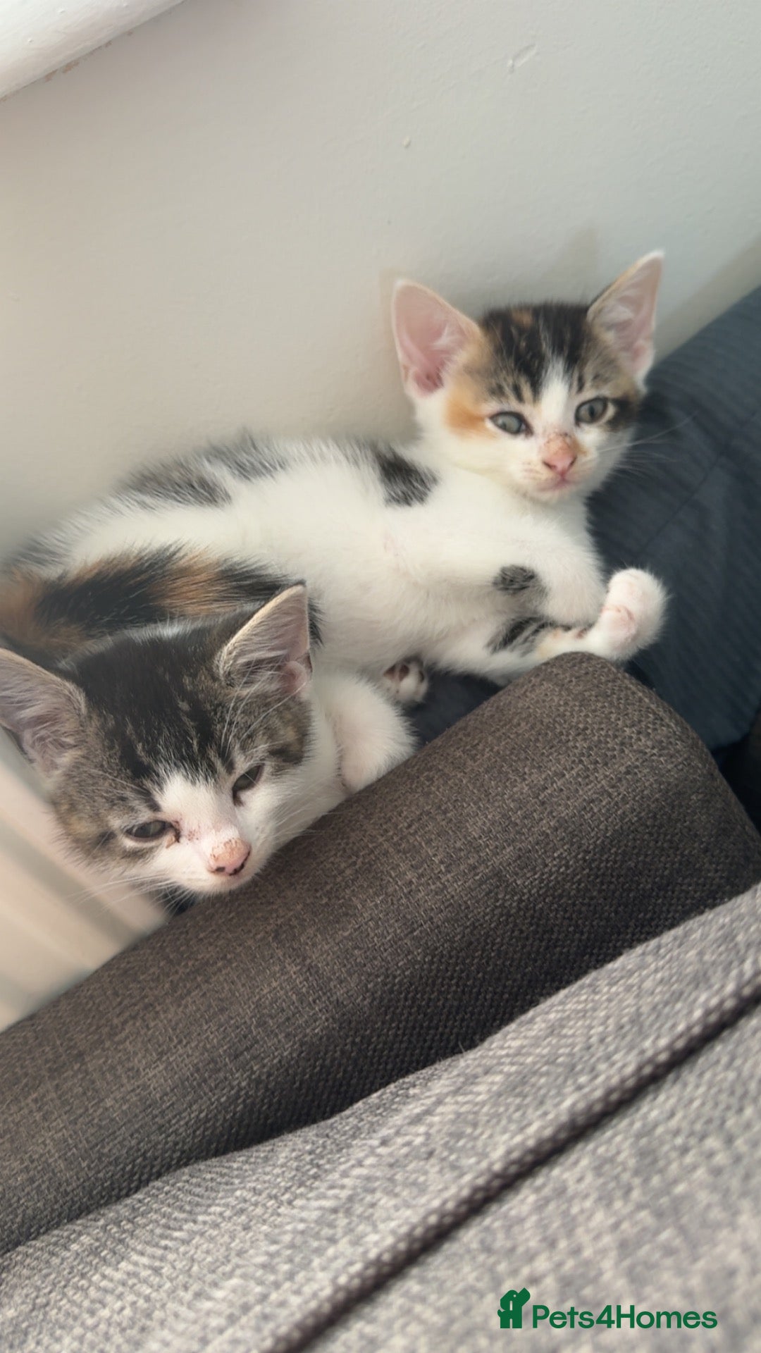 Mixed Breed cats Shadow & Storm - Advert 5