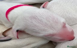 Dalmatian dogs for sale: Tamilanda Dalmatian's  - Image 8