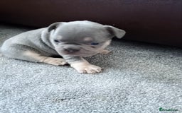 French Bulldog dogs for sale: French bulldog Izabella  - Image 5