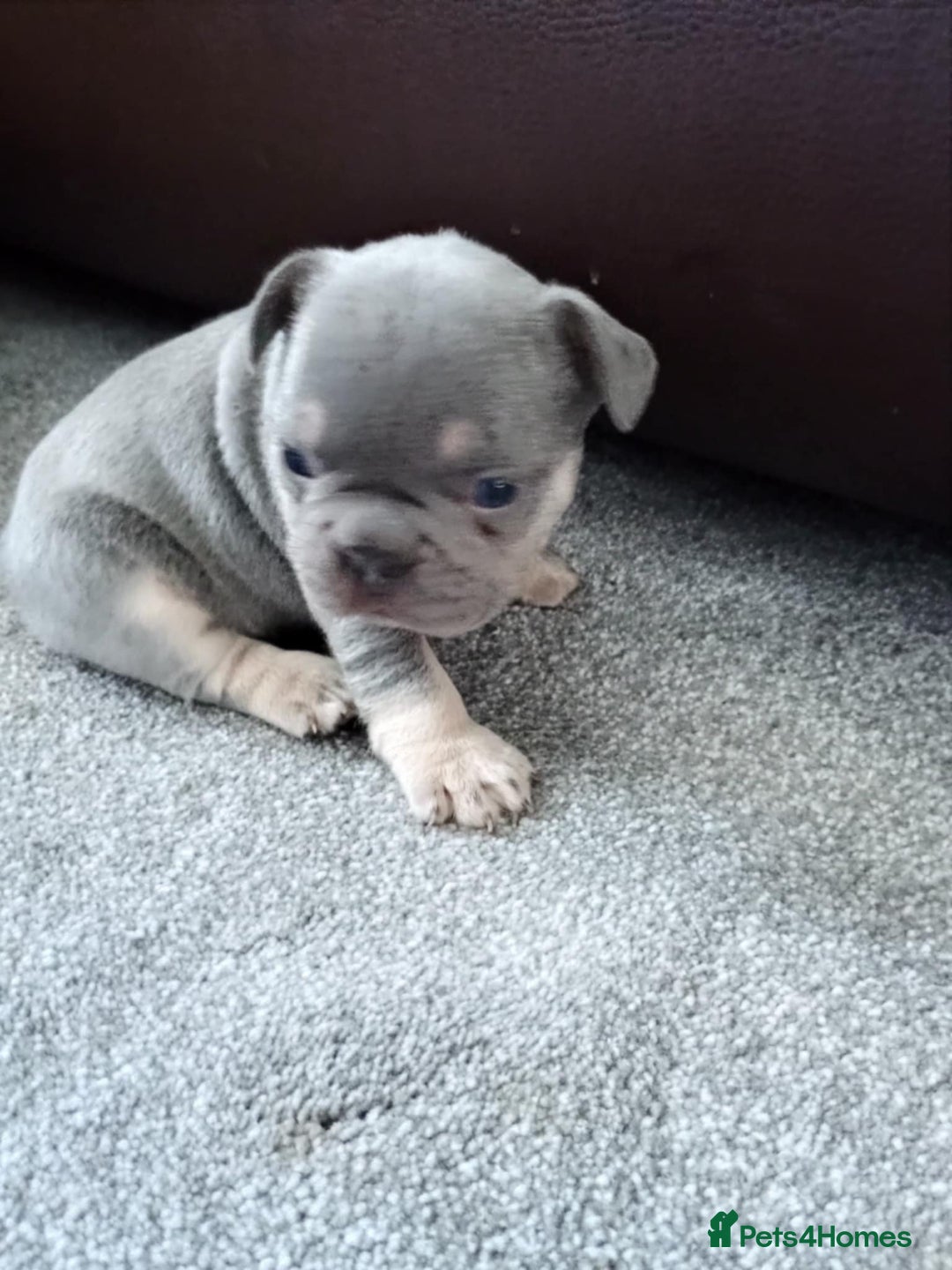 French Bulldog dogs for sale: French bulldog Izabella  - Image 5
