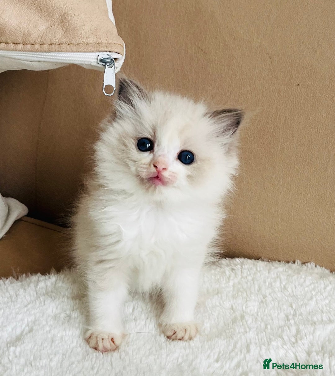 Ragdoll cats for sale: GCCF registered ragdoll kittens - Image 6