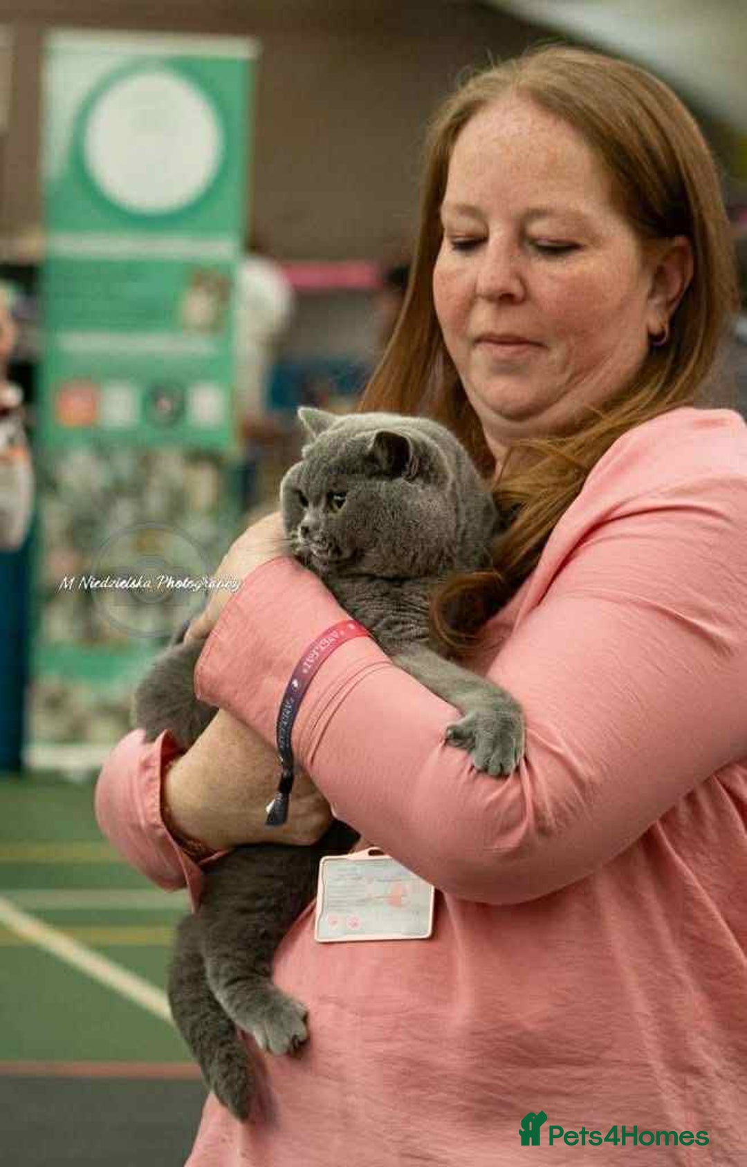 British Shorthair cats for sale: British Shorthair Blue Male - Image 6