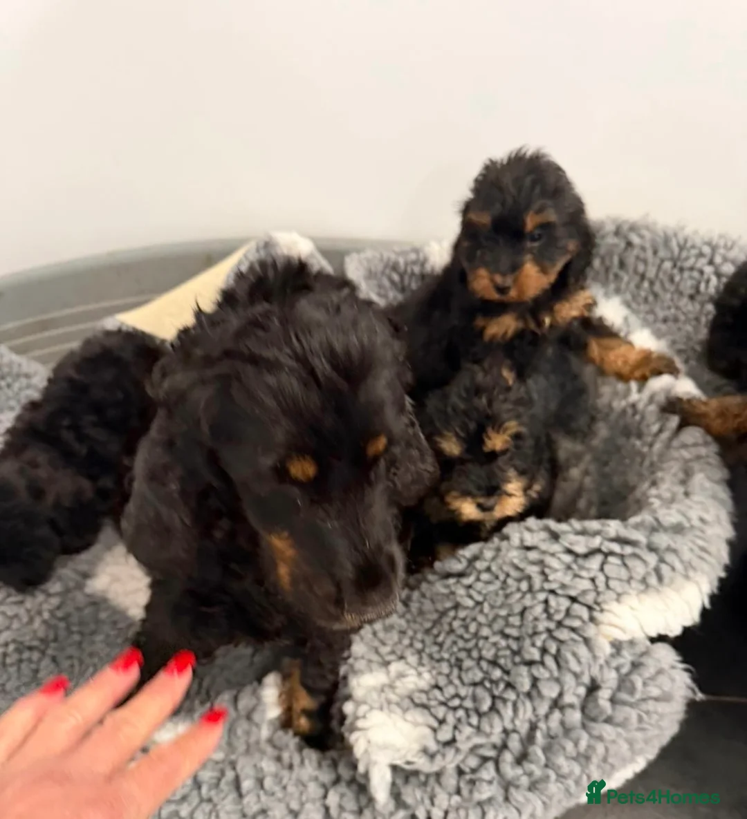 Cockapoo dogs for sale: 5 f1 cockapoo Puppies available  - Advert 2