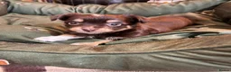 Chorkie dogs for sale: Beautiful Chorkie Puppies for Sale 🐶 - Advert 7