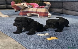 Miniature Schnauzer dogs for sale: Perfect Miniature Schnauzer Puppies, 1 boy, 1 girl - Image 4