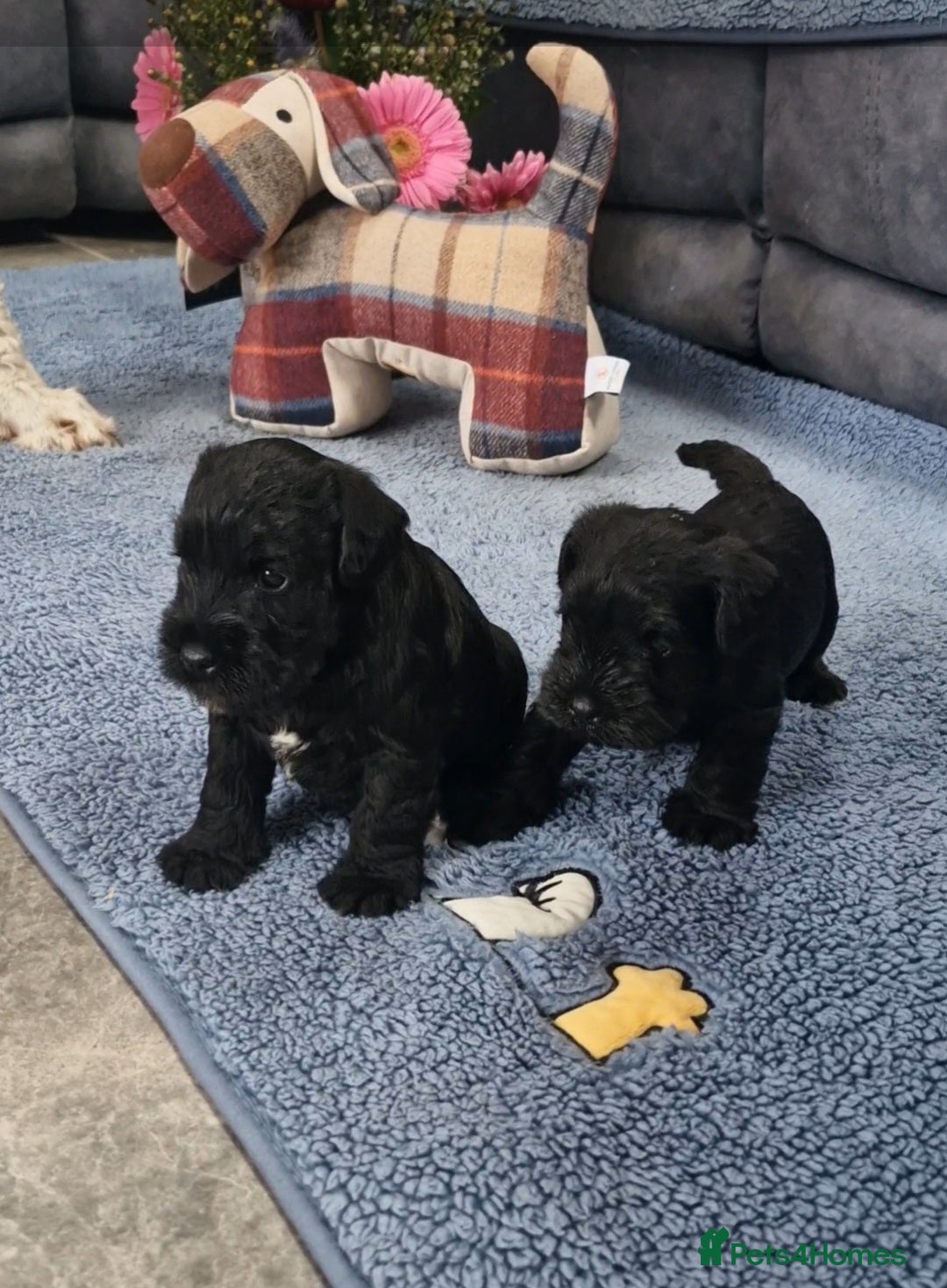 Miniature Schnauzer dogs for sale: Perfect Miniature Schnauzer Puppies, 1 boy, 1 girl - Image 4