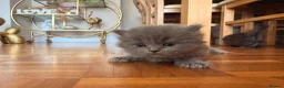 British Shorthair cats for sale: Plush rainbow litter of BSH x SF for viewing  - Advert 2