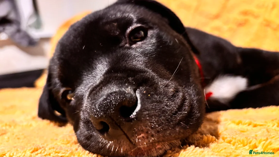 Mixed Breed dogs for sale: Rottweiler cross mixed breed - Advert 3