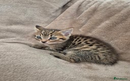 Mixed Breed cats for sale: female kitten  - Image 2
