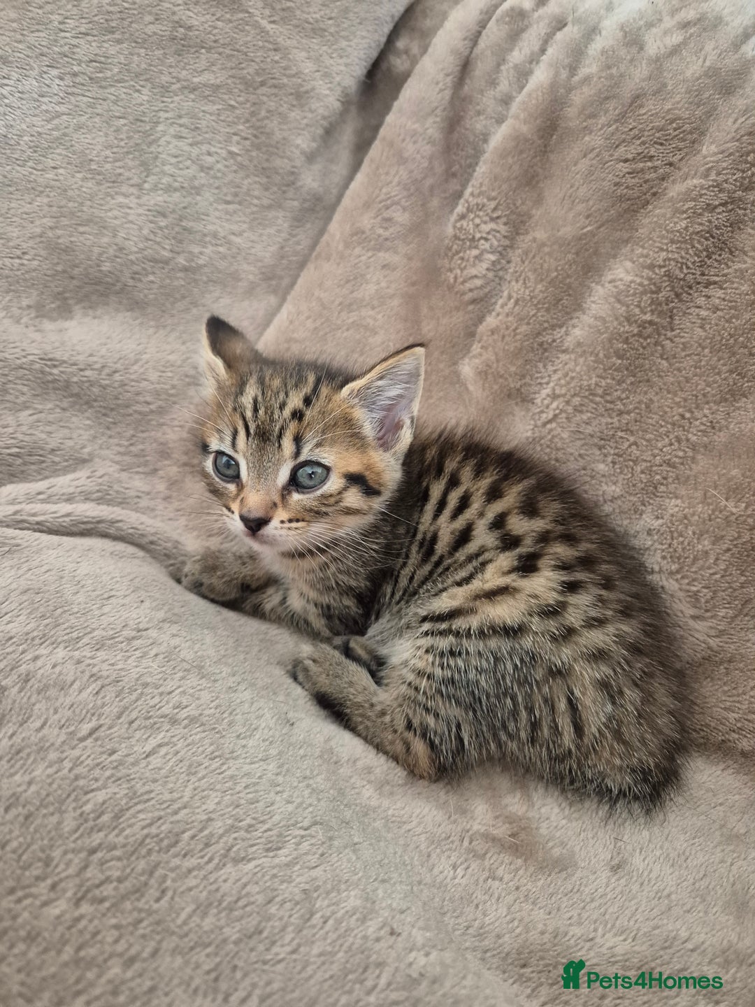 Mixed Breed cats for sale: female kitten  - Image 2