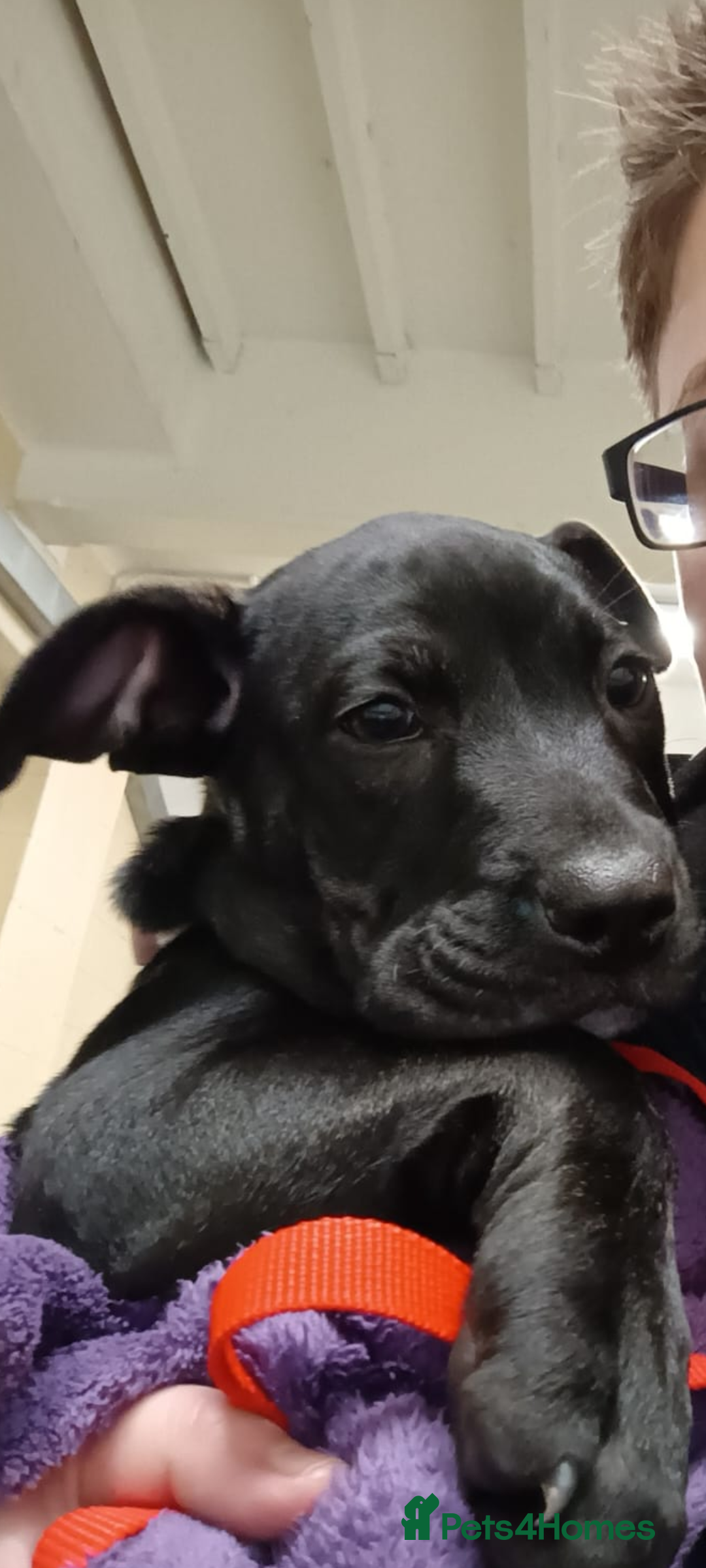 Staffordshire Bull Terrier dogs Callie - beautiful 12 week old female puppy staff - Advert 1