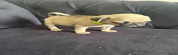 Pug dogs for sale: Pug Puppies - Advert 7